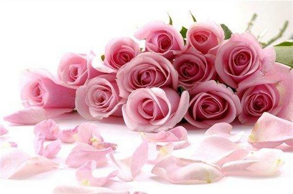 粉玫瑰代表的象征意义（粉玫瑰寓意和花语）