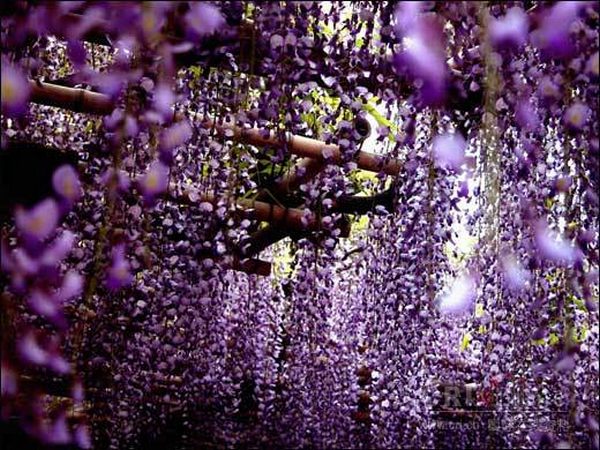 紫藤花的花语与寓意（紫藤花的象征意义是什么）
