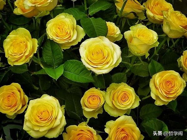 黄玫瑰的寓意和花语（黄玫瑰代表什么意思）