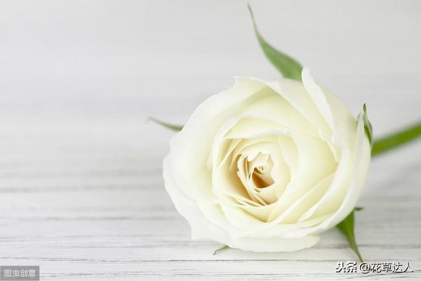 白玫瑰真正的花语（白玫瑰的寓意是什么）
