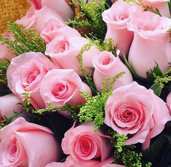 粉色玫瑰的寓意和象征（粉玫瑰代表什么意思）