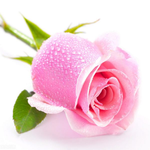 粉色玫瑰的寓意和象征（粉玫瑰花语是什么意思）