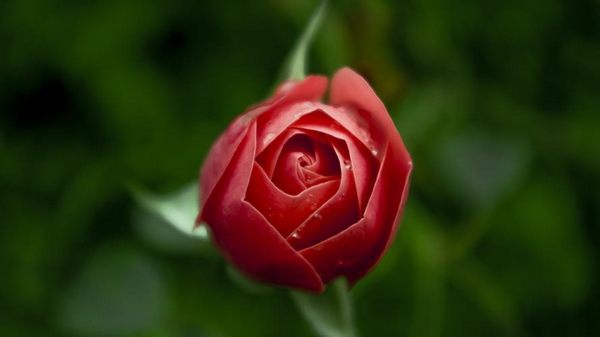 红玫瑰的寓意和花语（红玫瑰花代表什么意思）
