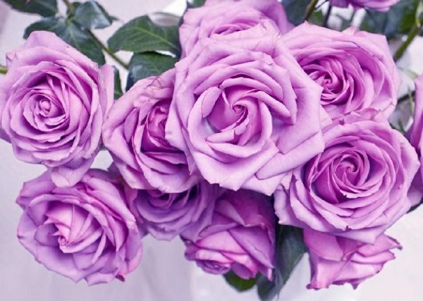 紫玫瑰的花语与寓意（紫色玫瑰代表什么意思）