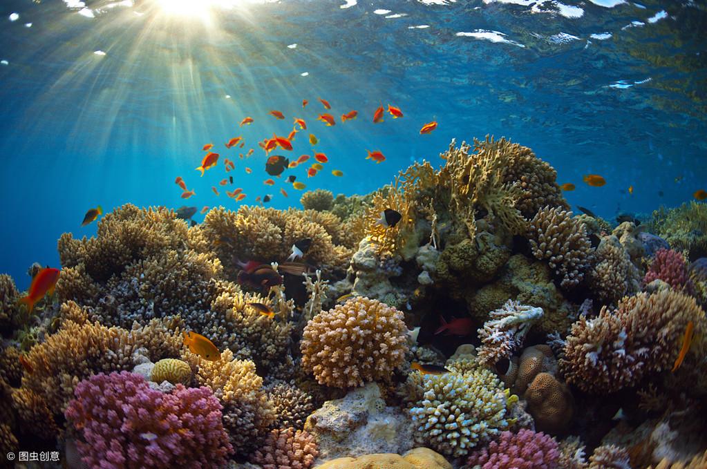 珊瑚的种类有哪些（珊瑚分几种）