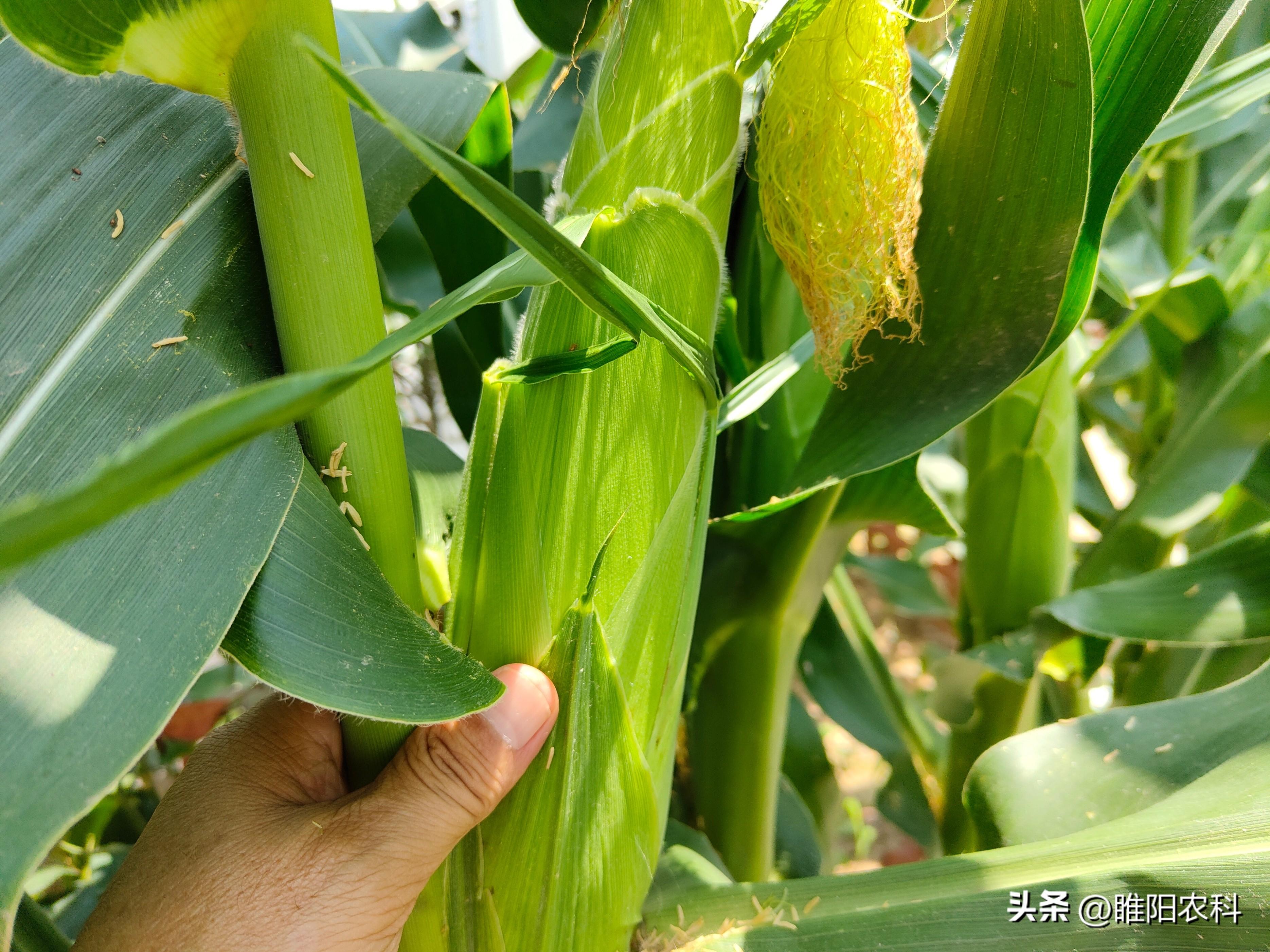 国内主要种植玉米的省份（玉米的产地在哪里）