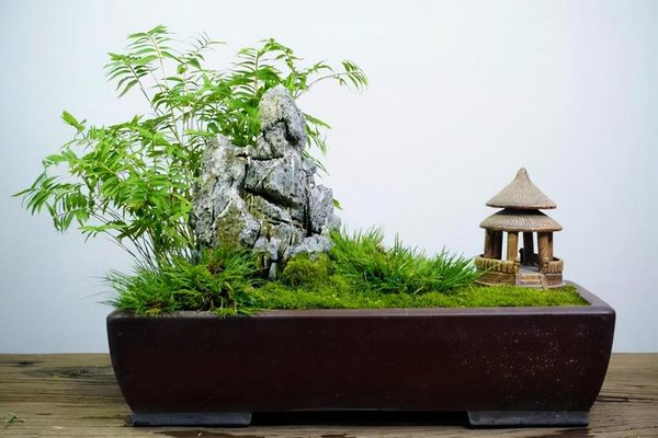 盘点七种常见竹子盆景（盆景竹子的种类有哪些）