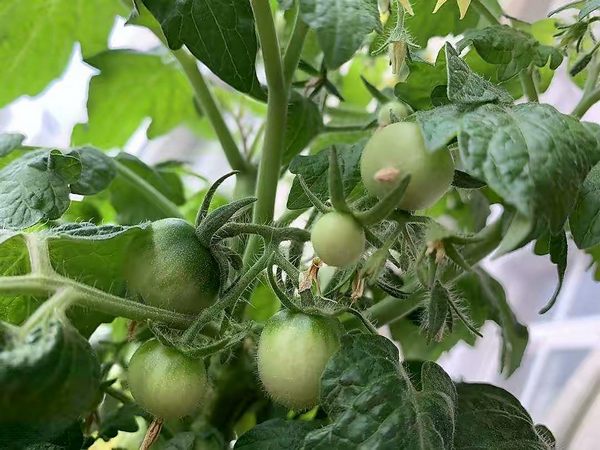 盆栽小番茄的种植方法讲解（小番茄怎么种植技术）
